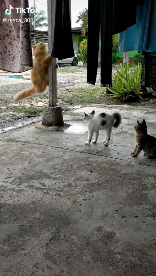 Bila Kucing Bandar Balik Kampung, Ramai Berdekah Melihat Gelagat Si Oyen