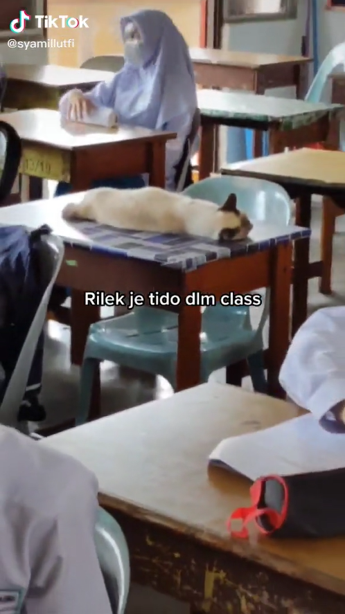 “Penat stay up tu,” Kucing Selamba Tidur Atas Meja Dalam Kelas Buat Ramai Terhibur