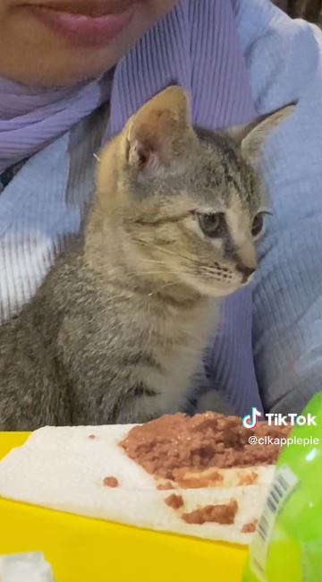 Kucing Jalanan &#8216;Menangis&#8217; Saat Diberi Makan, Buat Netizen Sebak!